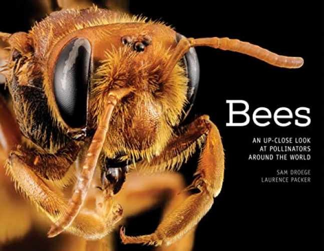 Bees: An Up-Close Look at – Hardcover, by Droege Sam; Packer – Acceptable