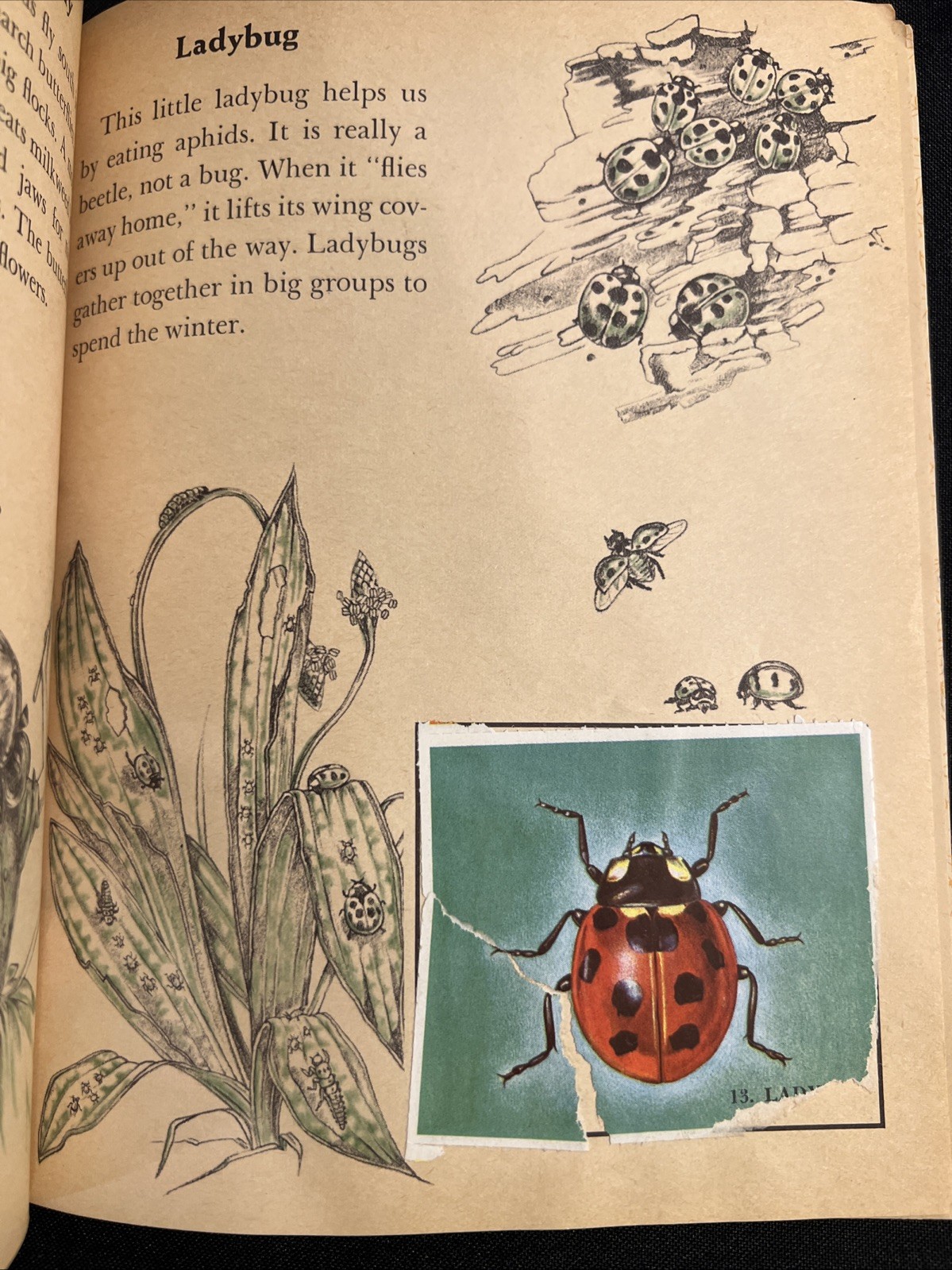 Vintage A Little Golden Activity Book Insect Stamps 1958 A25 .25 #5123