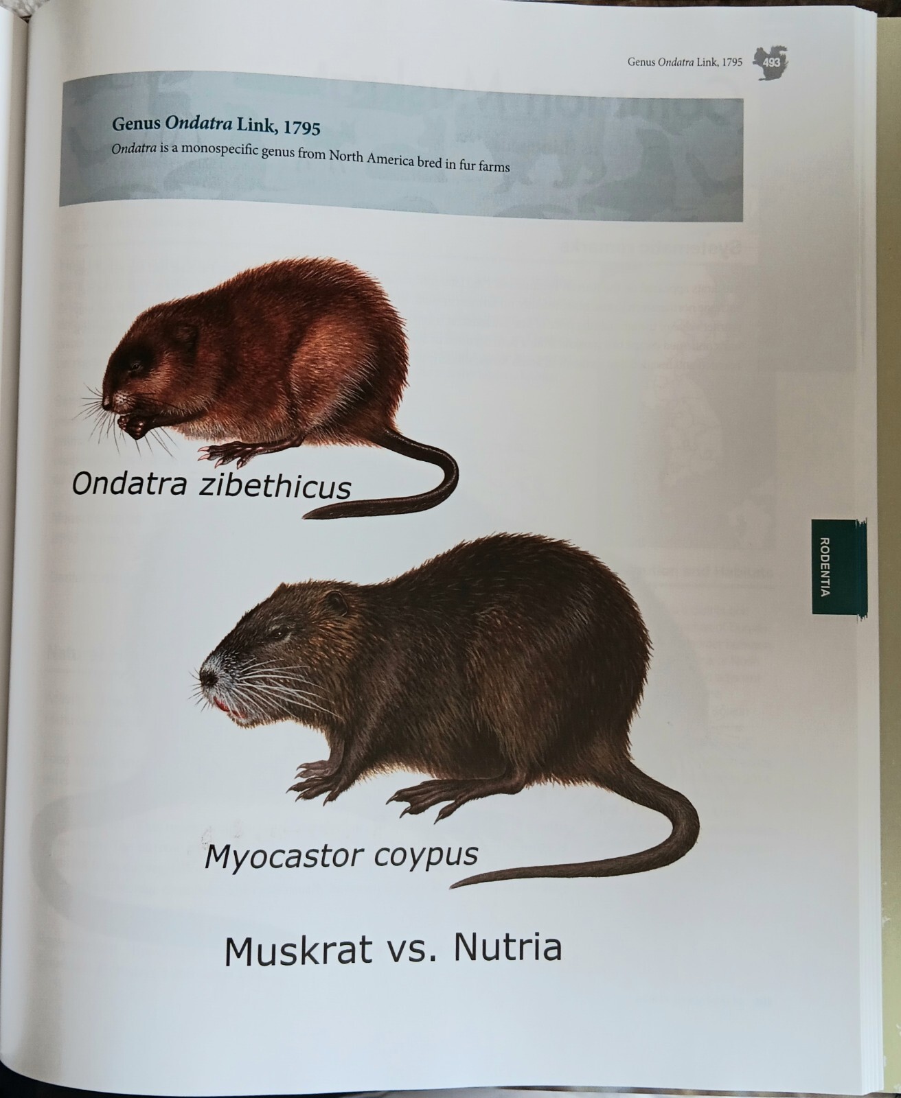 Mammals of Korea (2018 • Yeong‑Seok Jo & Baccus) VG