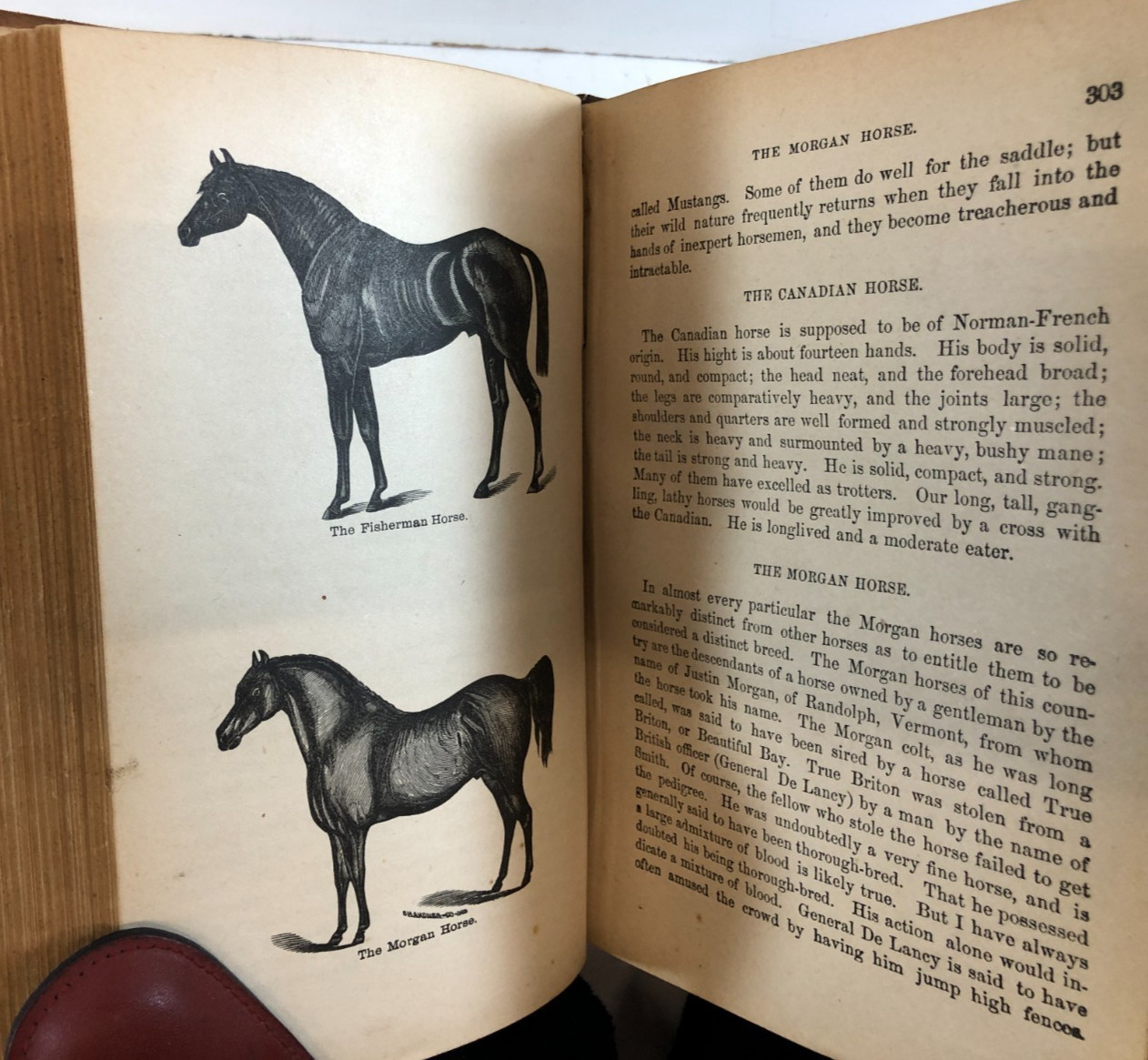 Veterinary practice; or, Explanatory Stock Doctor, Navin, 1884, E-94