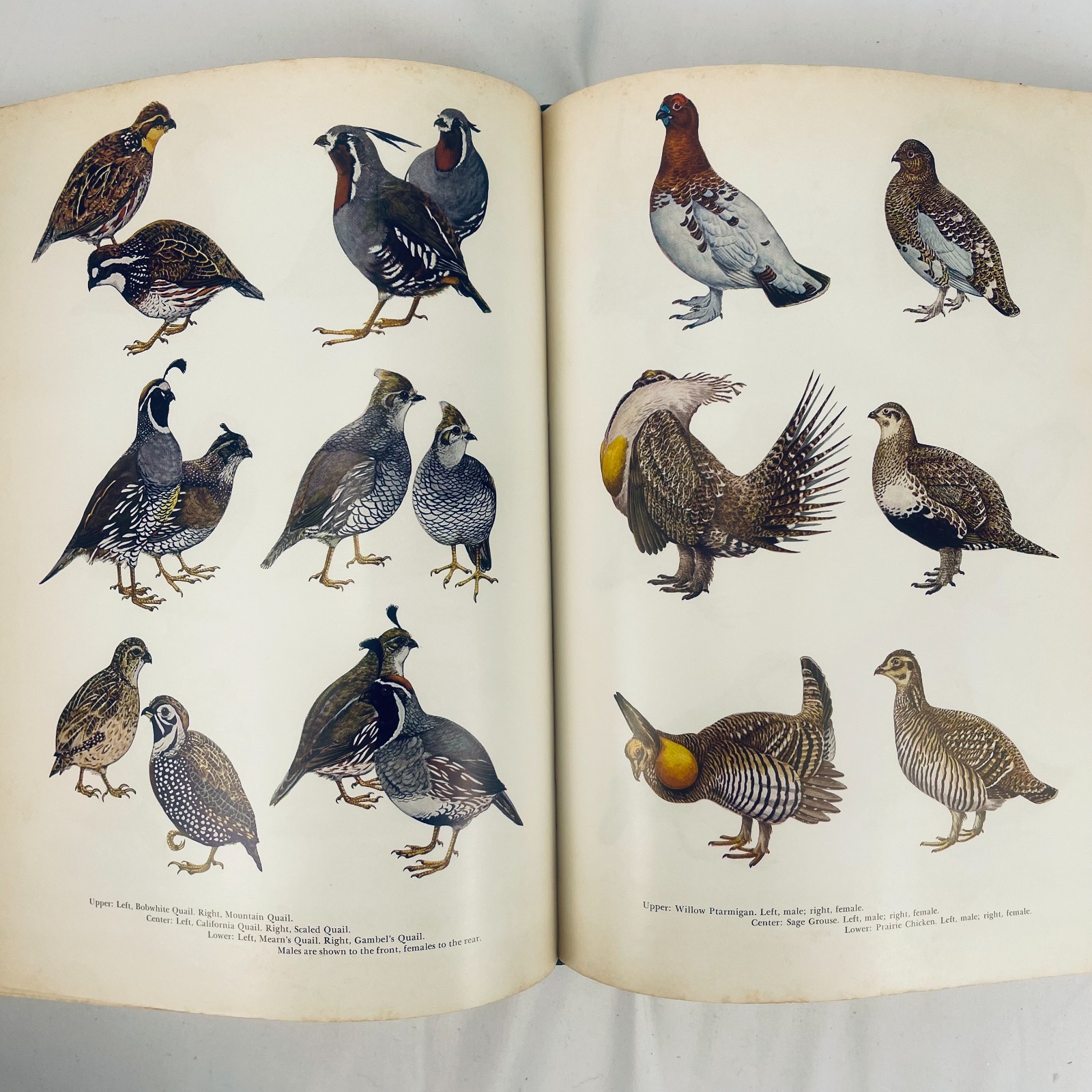The New Hunters Encyclopedia editor Raymond R. Camp 1972 Third Revised Edition