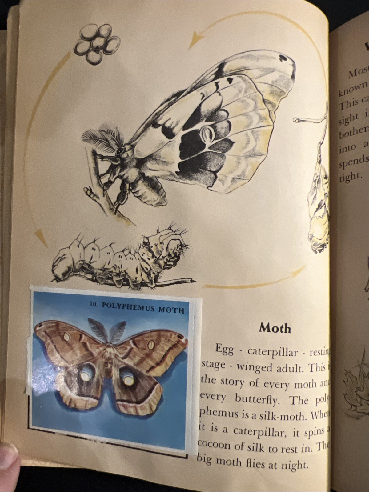 Vintage A Little Golden Activity Book Insect Stamps 1958 A25 .25 #5123