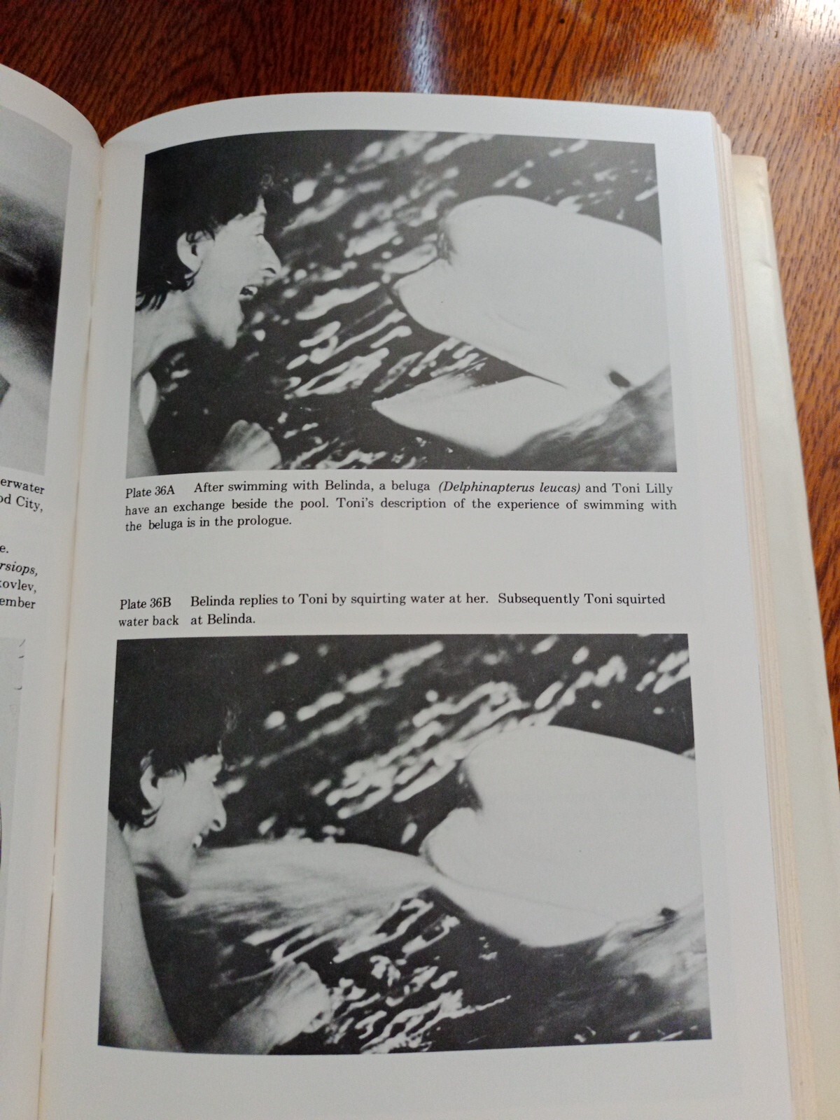 Communication Between Man and Dolphin John C. Lilly 1978 Vintage