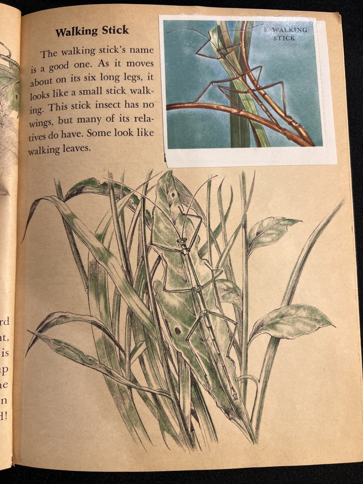 Vintage A Little Golden Activity Book Insect Stamps 1958 A25 .25 #5123
