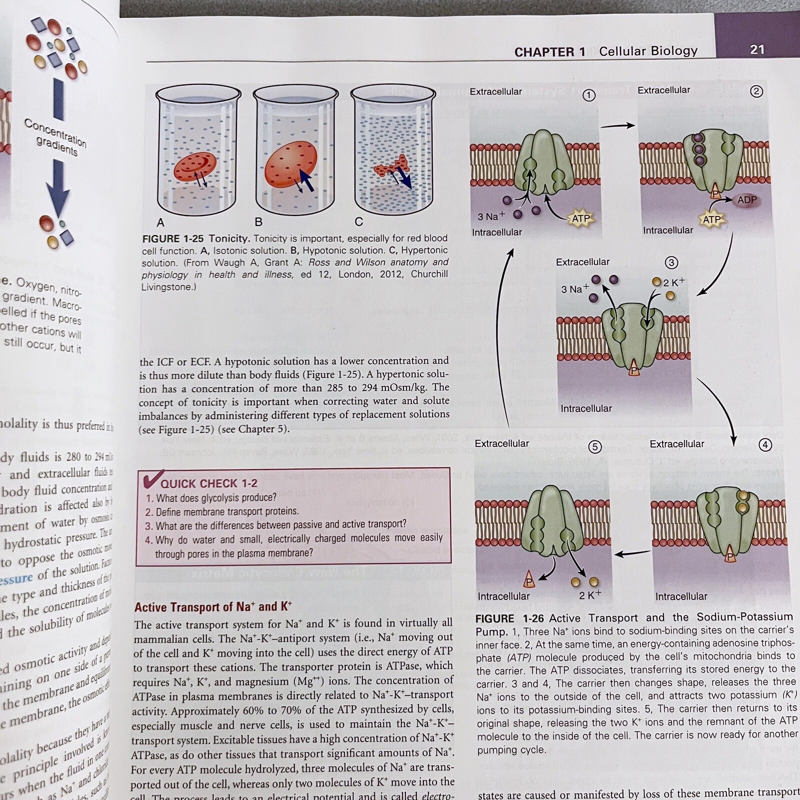 Understanding Pathophysiology Sixth Edition by Kathryn L. McCance Paperback
