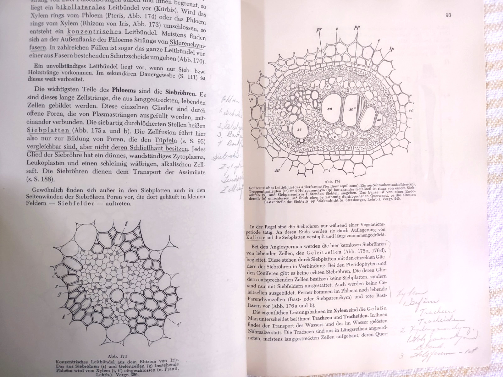 Taschenbuch der Botanik. Mevius, Walter Vintage German Botany Textbook