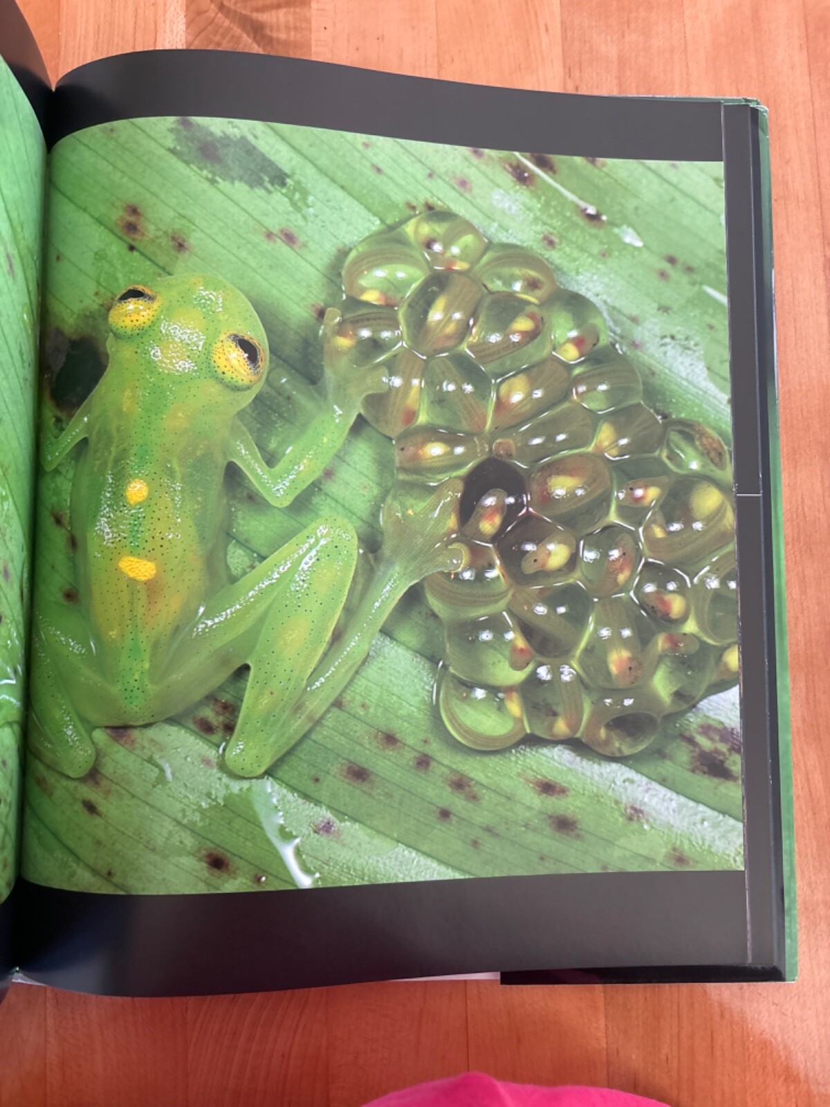 Frog by Thomas Marent, and Thomas Jackson, Photographic Journal, Brand New