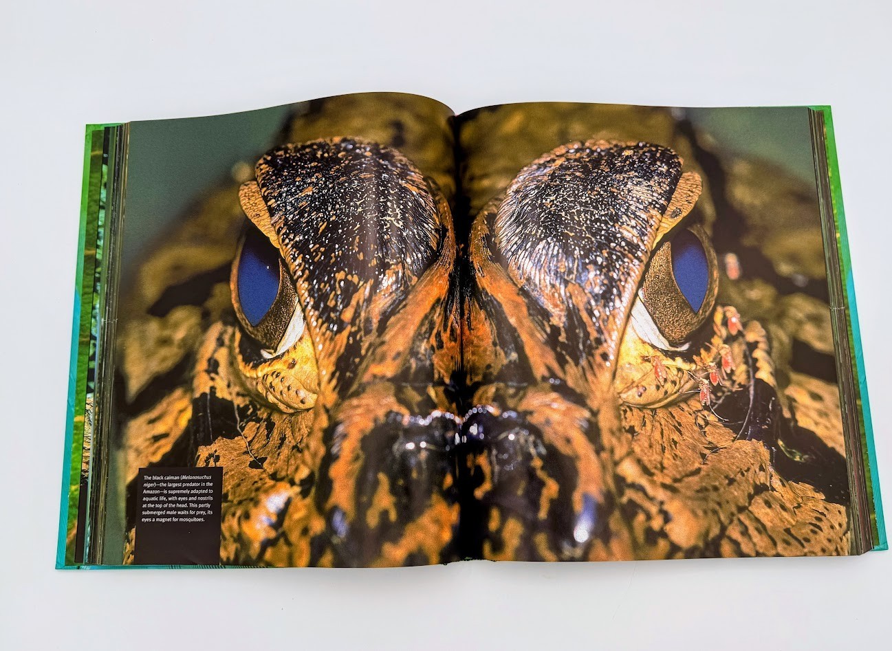 Rainforest by Thomas Marent, Hardcover Coffee Table Book with CD