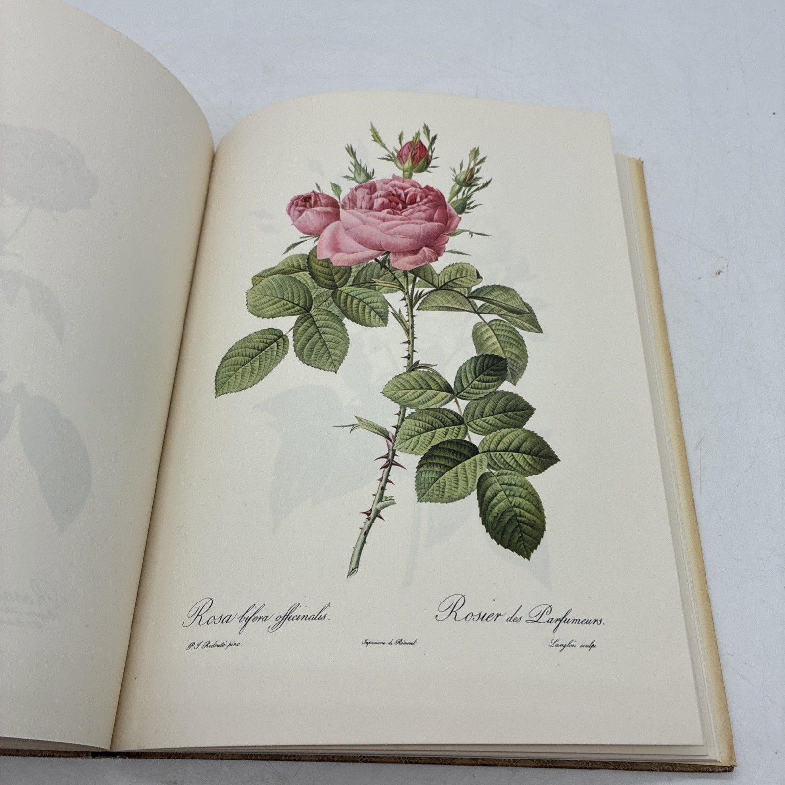 Roses by Pierre Joseph Redoute Golden Ariels First Published 1963 Dust Jacket