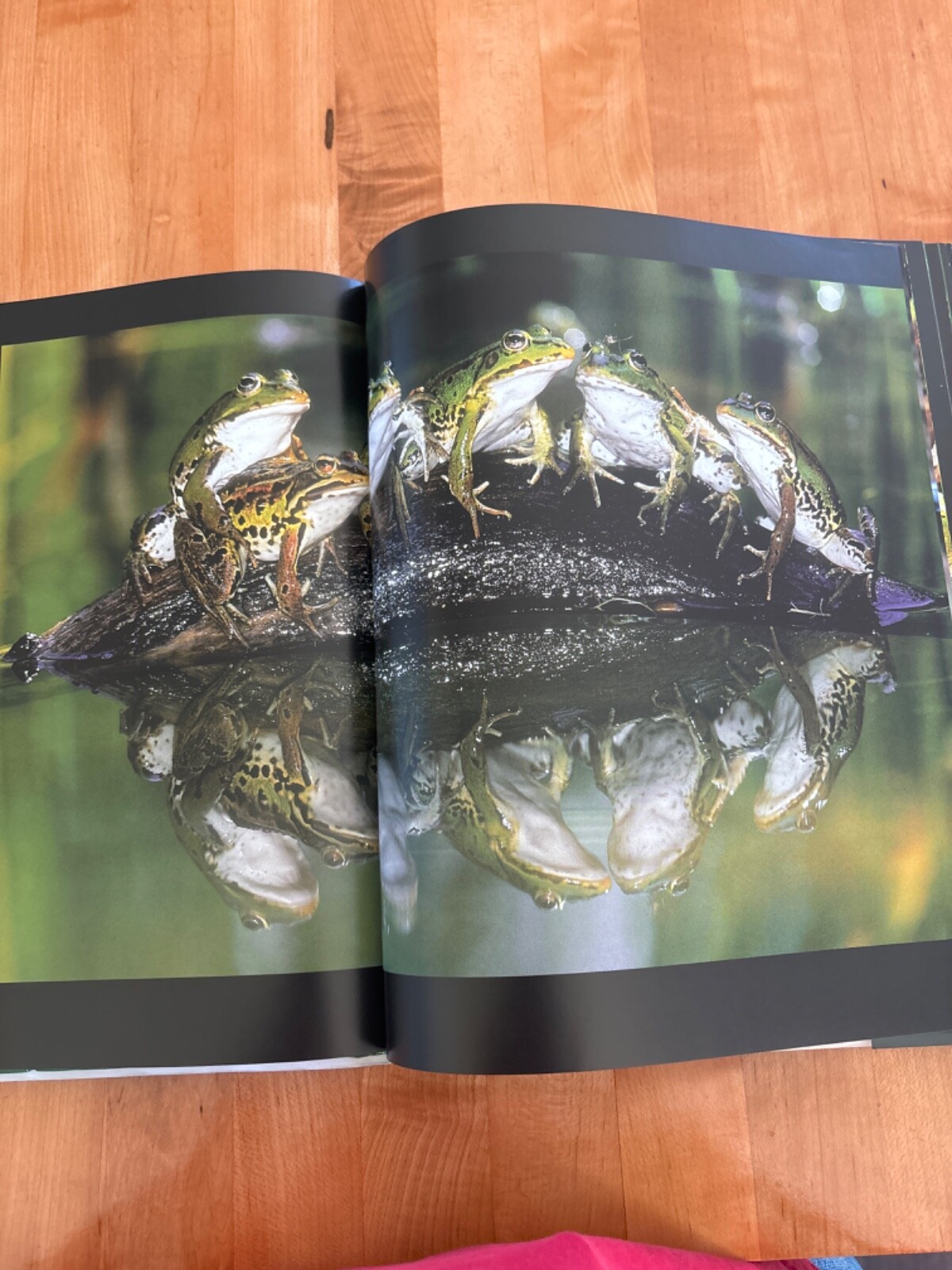 Frog by Thomas Marent, and Thomas Jackson, Photographic Journal, Brand New