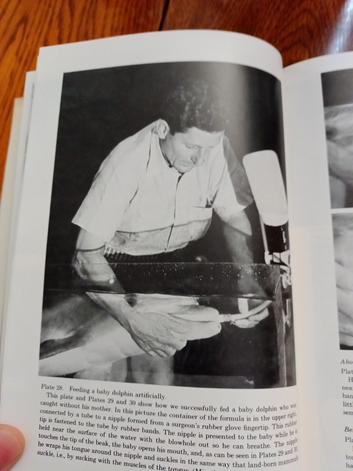 Communication Between Man and Dolphin John C. Lilly 1978 Vintage