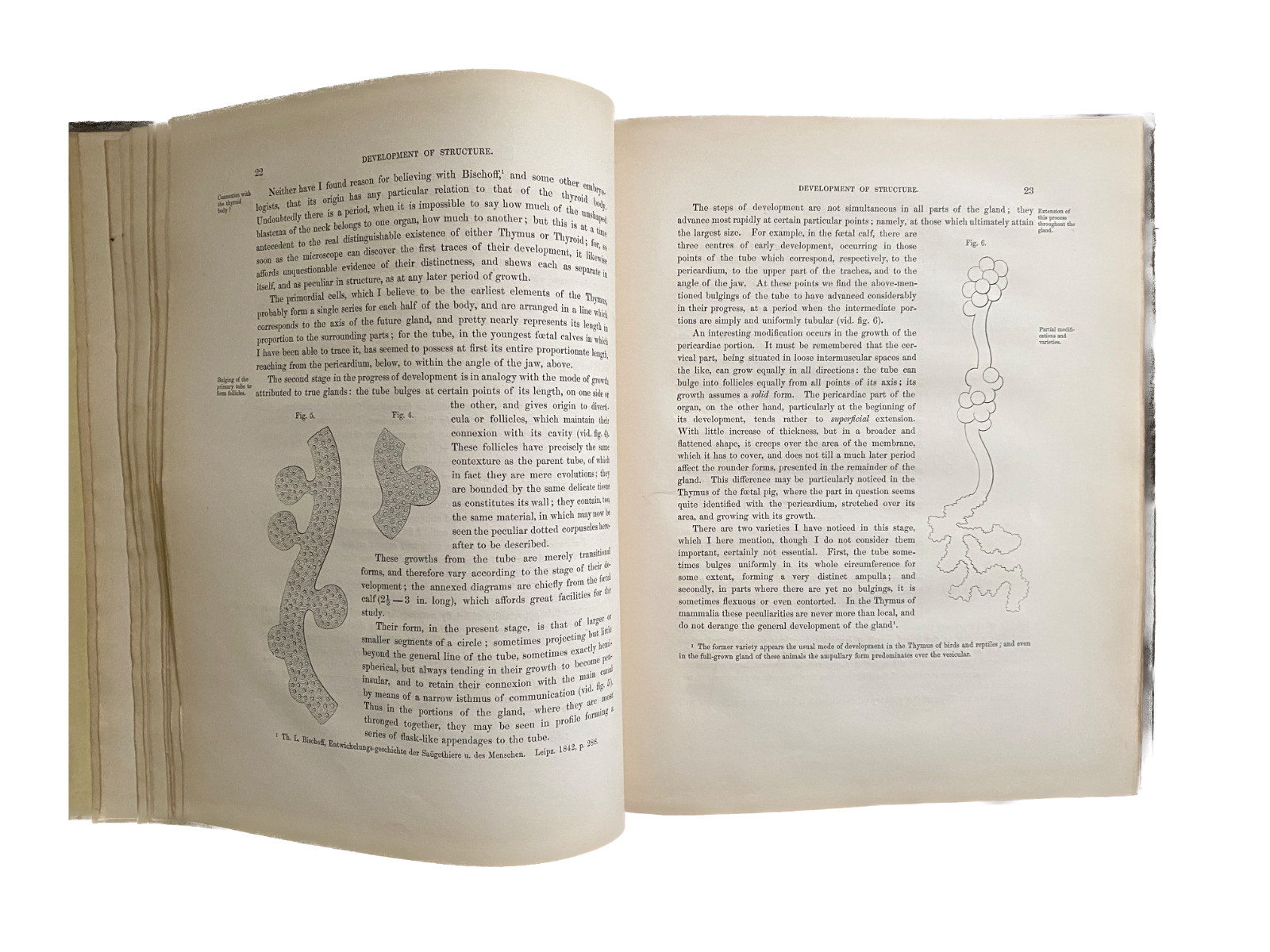 EXPERIMENTAL PATHOLOGY 1845 GLANDULAR STRUCTURE Lymphatic Endocrine Immunology