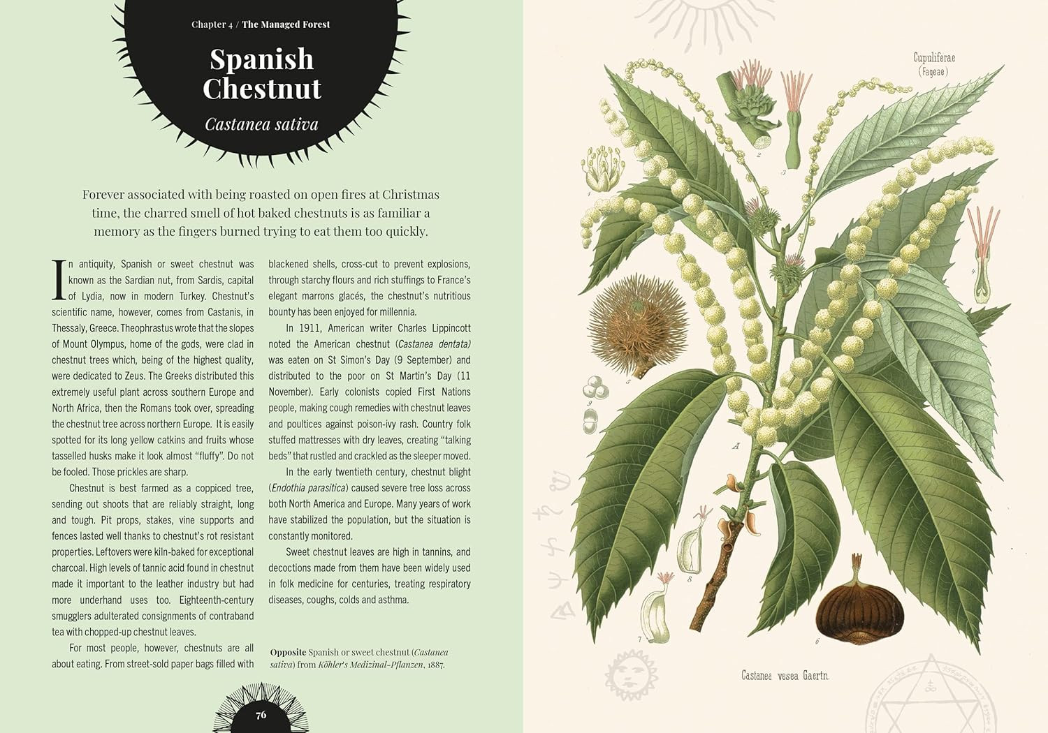Witch&rsquo;s Forest: Trees in magic, folklore and traditional remedies (Royal Botanic