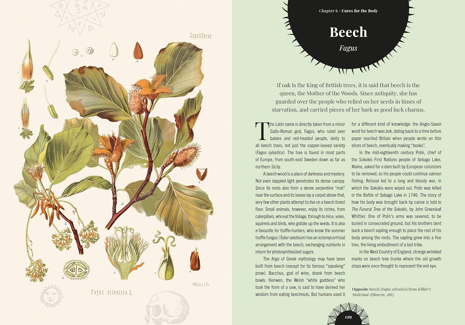 Witch&rsquo;s Forest: Trees in magic, folklore and traditional remedies (Royal Botanic
