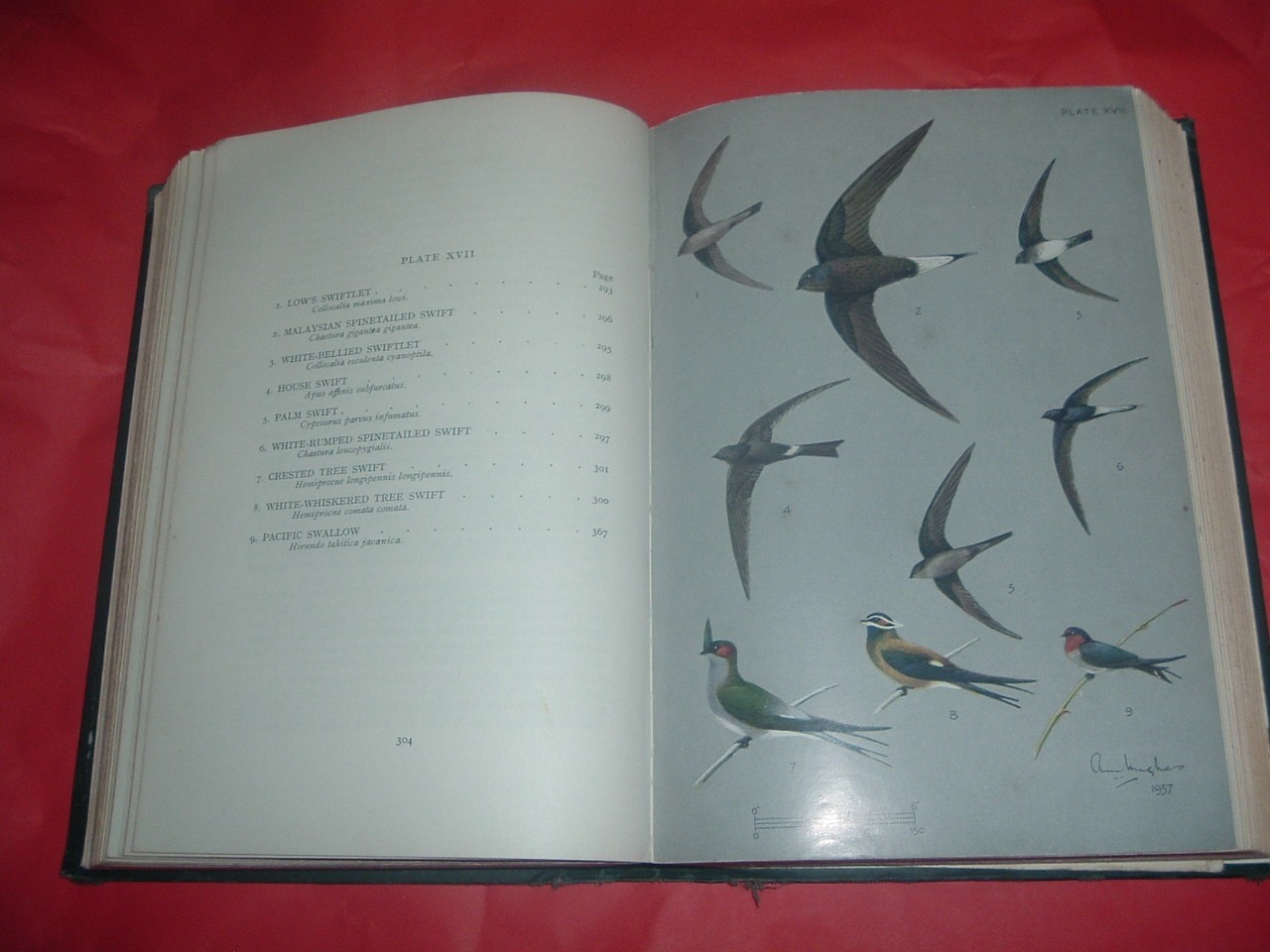 BIRDS OF BORNEO….. B M SMYTHIES HARD BACK, 2ND ED, 51 COLOUR PLATES, 592 PAGES