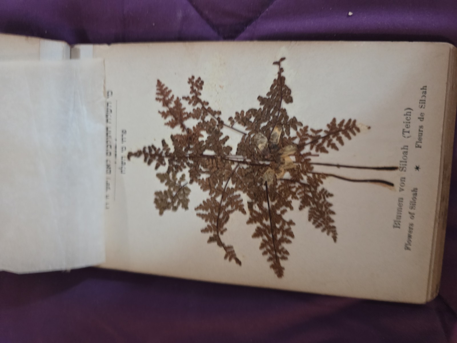Flowers Of The Holy Land