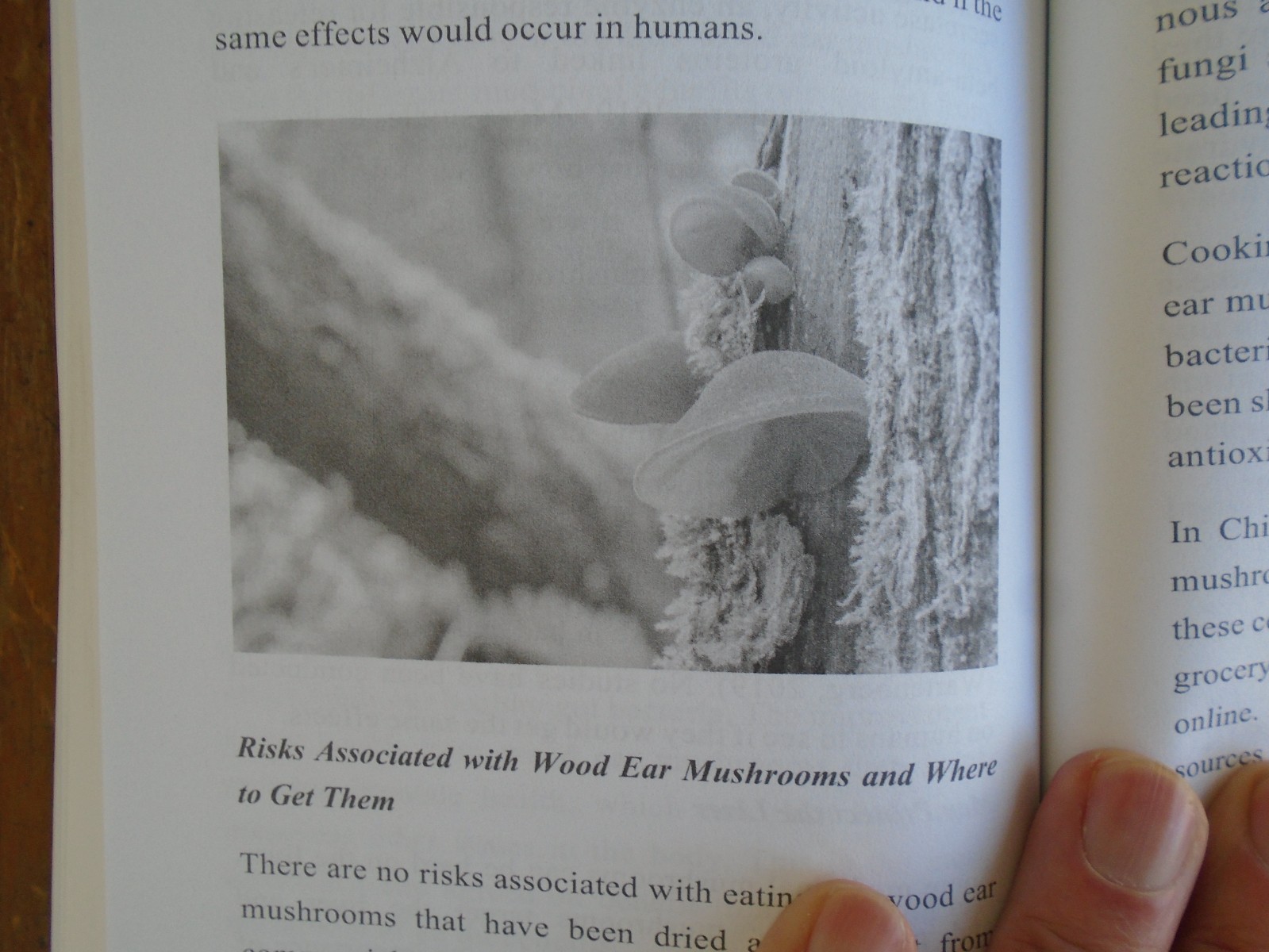 The Bible of Medicinal Mushrooms by J.P. Rae, 2022 1st Edition, 205 Pages