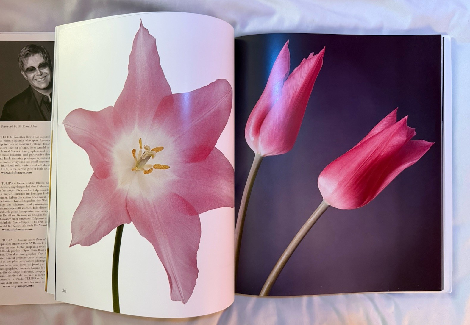 BRAND NEW!!! Tulips Photography Book Hardcover Book with Dust Jacket