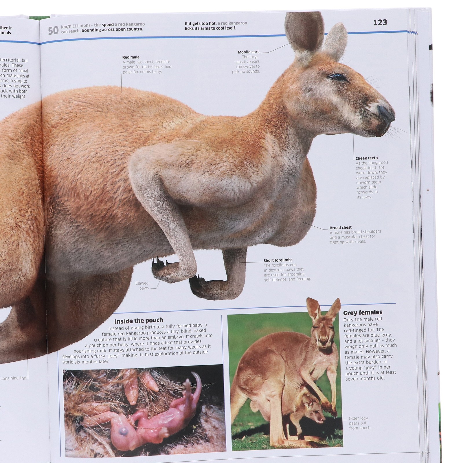 Knowledge Encyclopedia Animal! by DK – Ages 9+ – Hardback