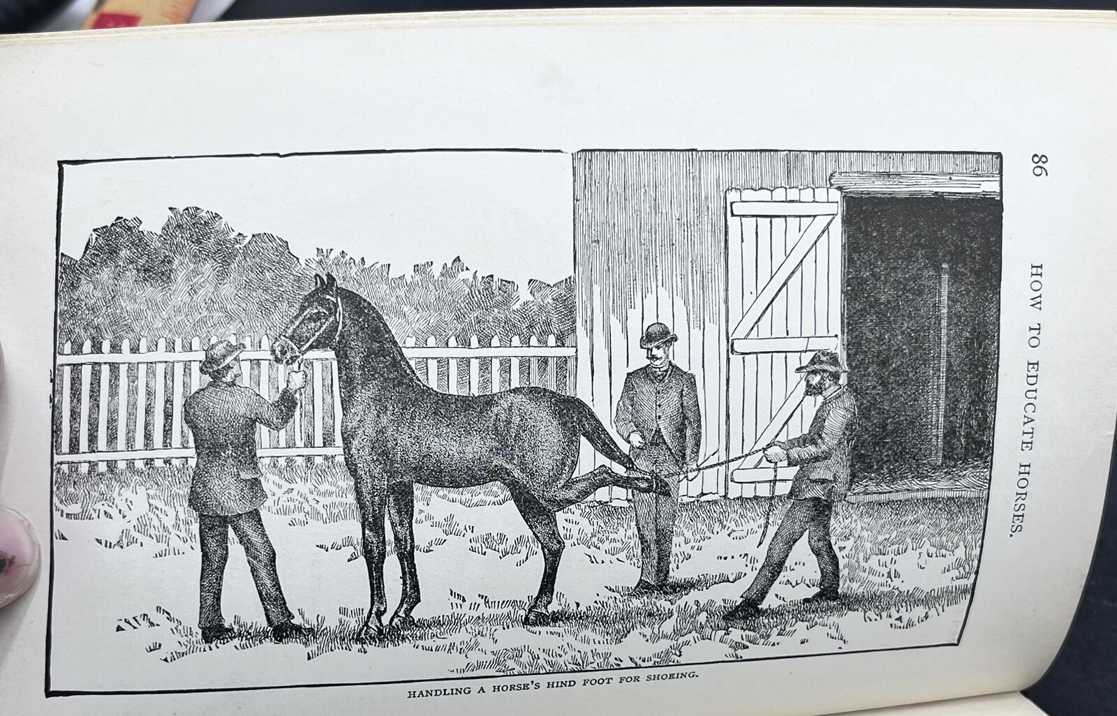 1918 HOW to HANDLE & EDUCATE VICIOUS HORSES-205 Pages-Oscar Gleason-Illustrated