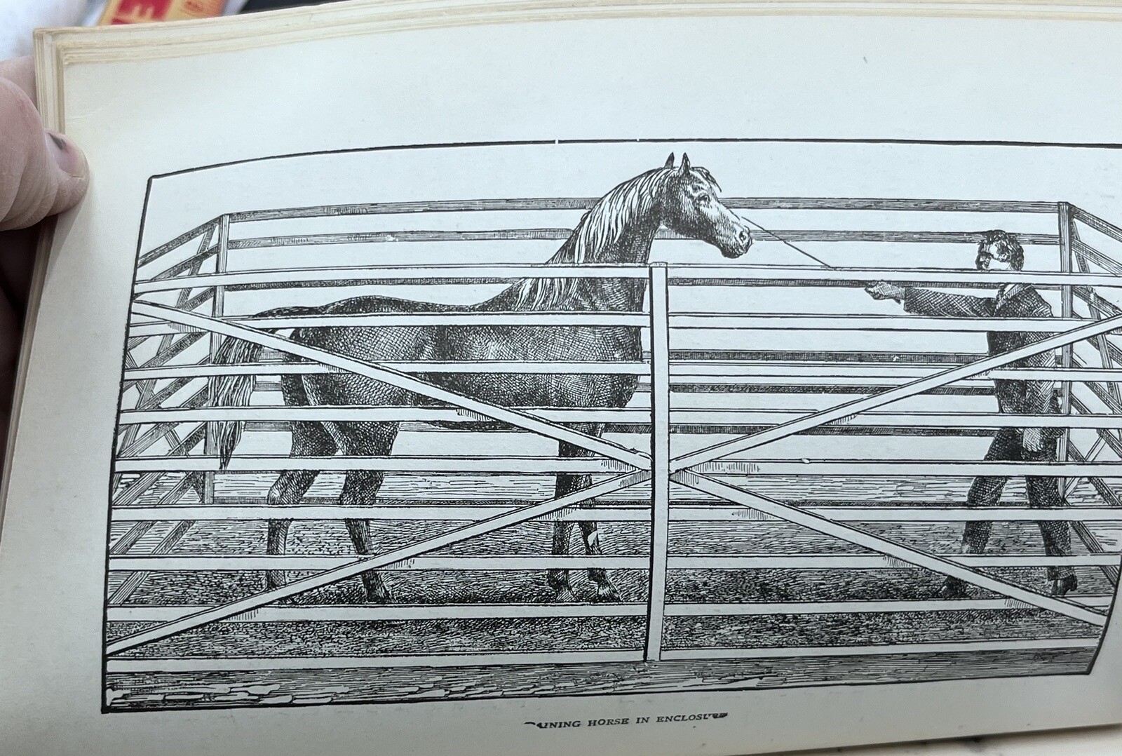 1918 HOW to HANDLE & EDUCATE VICIOUS HORSES-205 Pages-Oscar Gleason-Illustrated