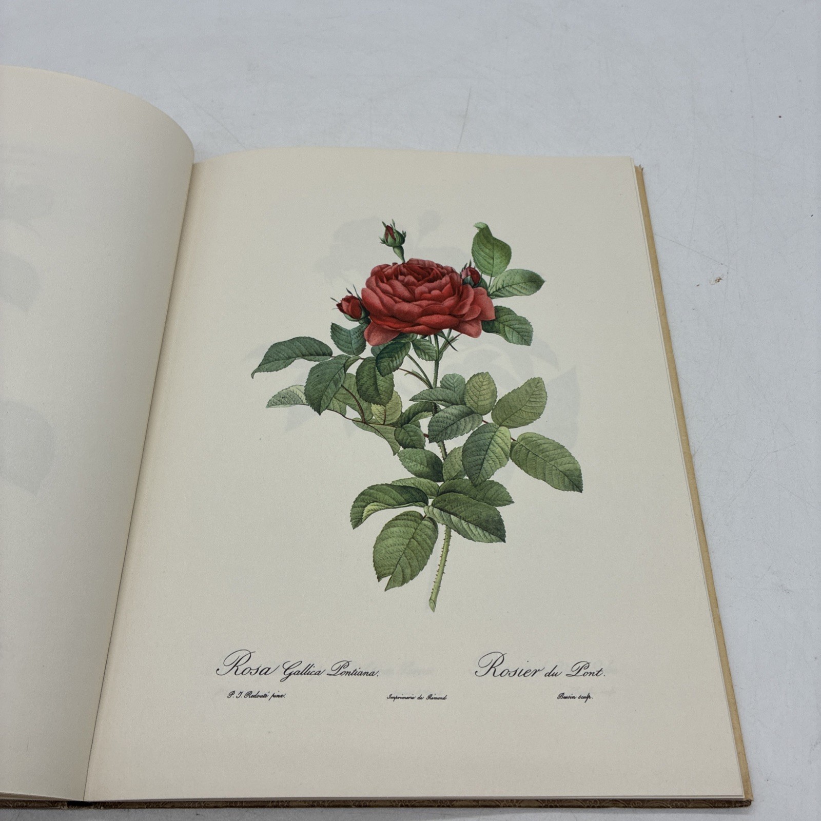 Roses by Pierre Joseph Redoute Golden Ariels First Published 1963 Dust Jacket