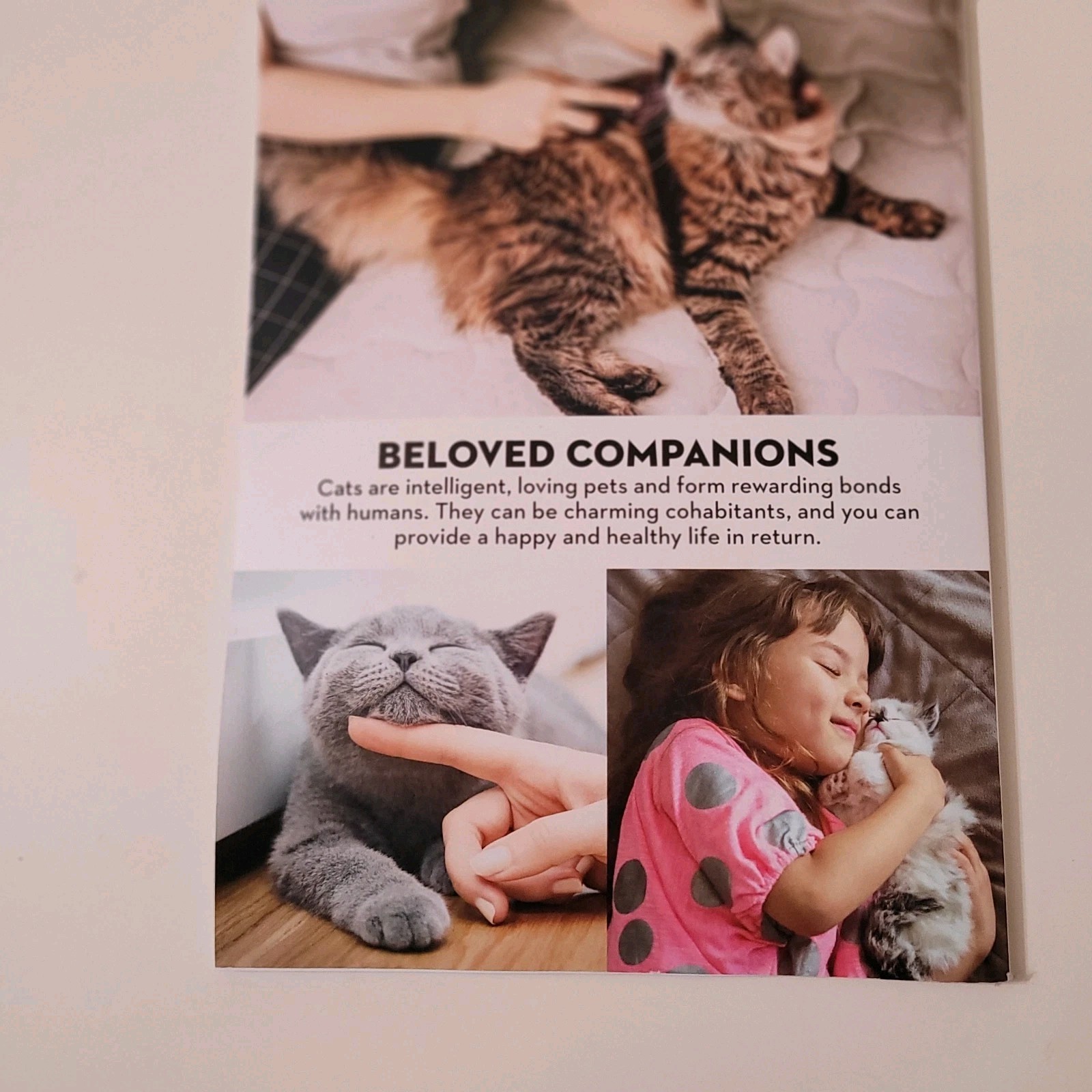 Paw Print Magazine Why We Love Cats – A Powerful Bond March 2023 EUC