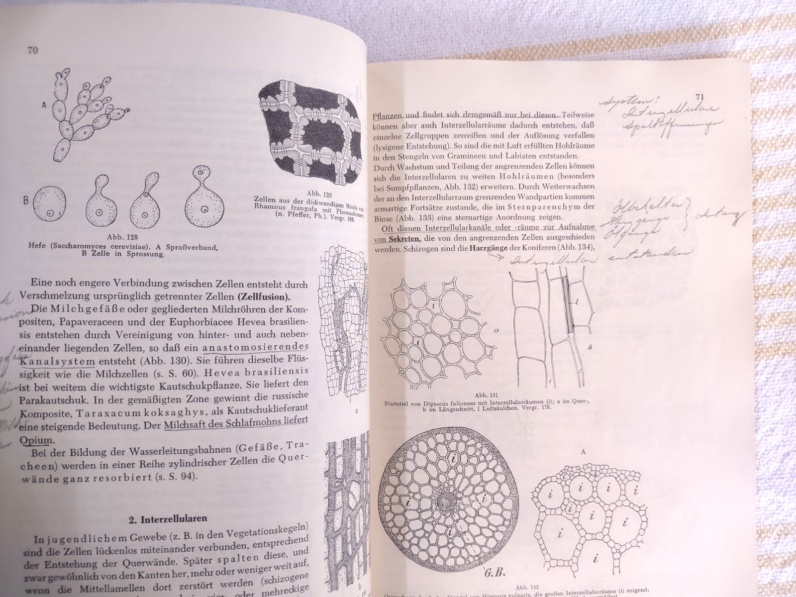 Taschenbuch der Botanik. Mevius, Walter Vintage German Botany Textbook