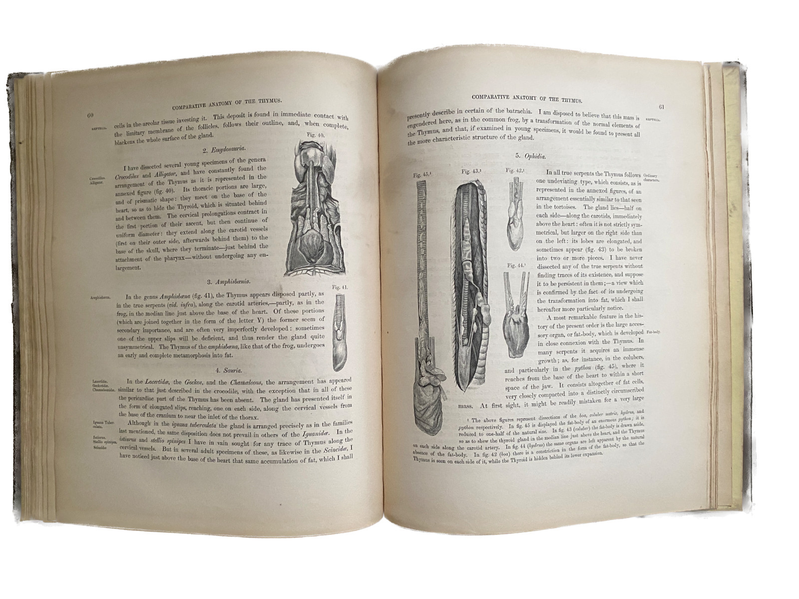 EXPERIMENTAL PATHOLOGY 1845 GLANDULAR STRUCTURE Lymphatic Endocrine Immunology