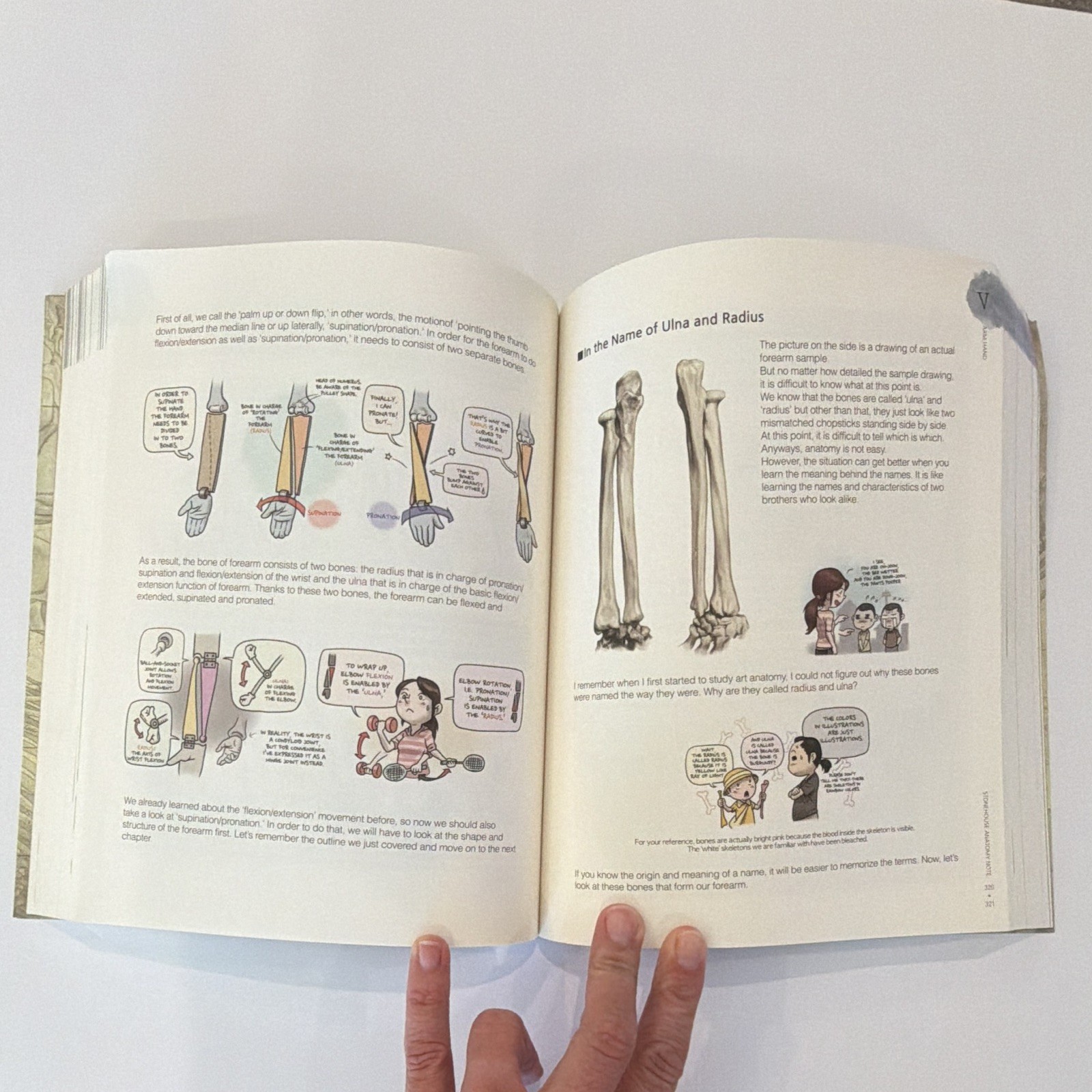 Stonehouse’s Anatomy by Jeonghyun Seok — Anatomy for Artists, English, Superani