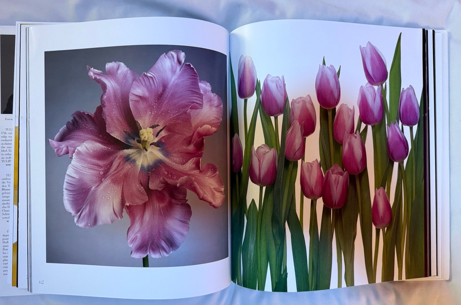 BRAND NEW!!! Tulips Photography Book Hardcover Book with Dust Jacket
