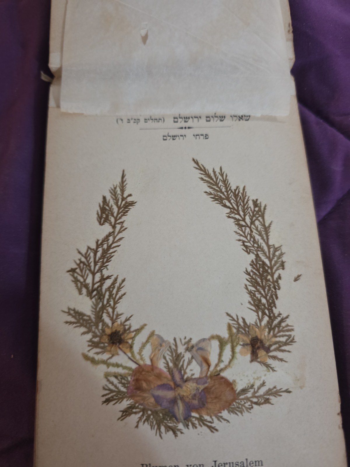 Flowers Of The Holy Land