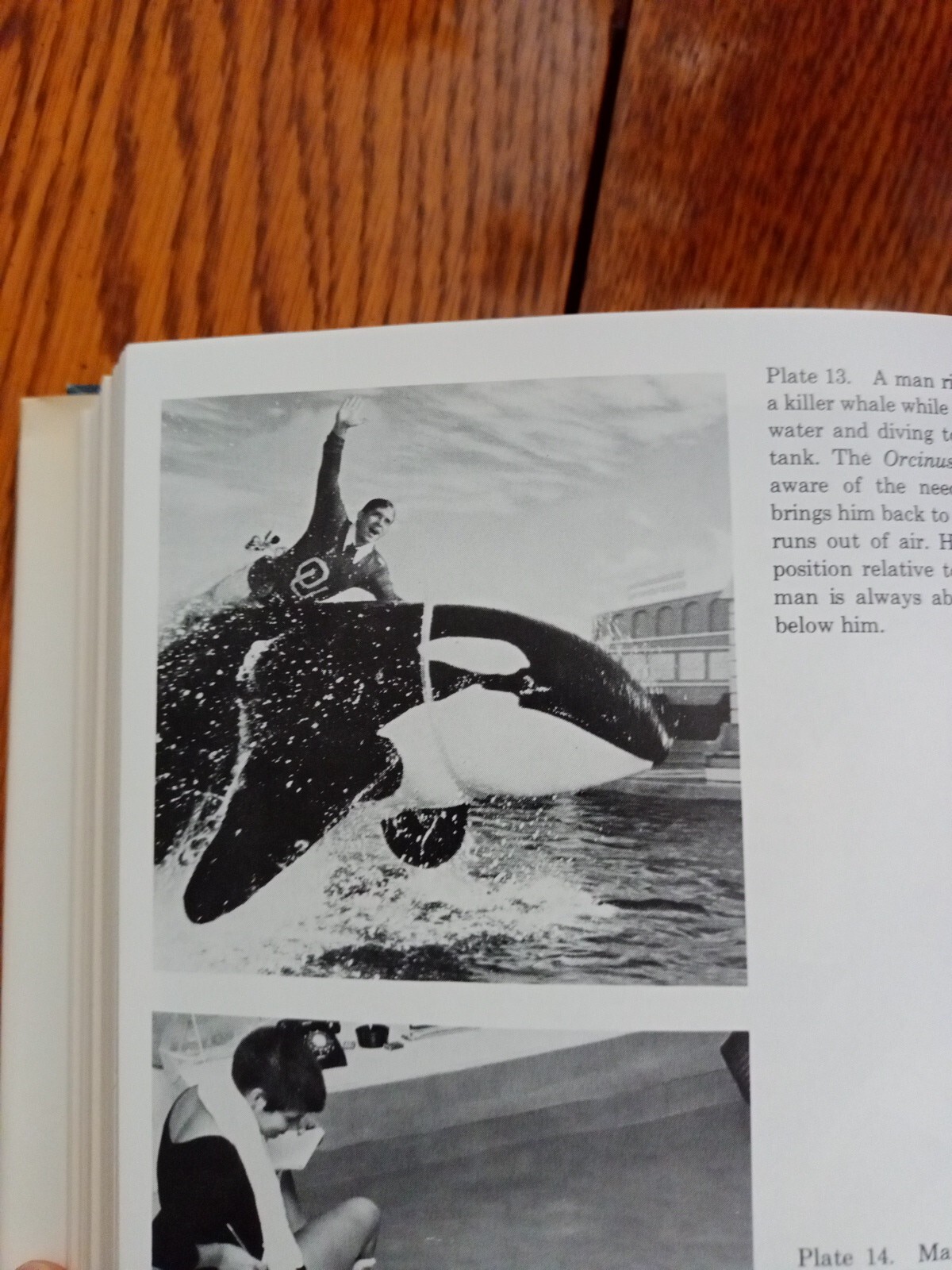 Communication Between Man and Dolphin John C. Lilly 1978 Vintage