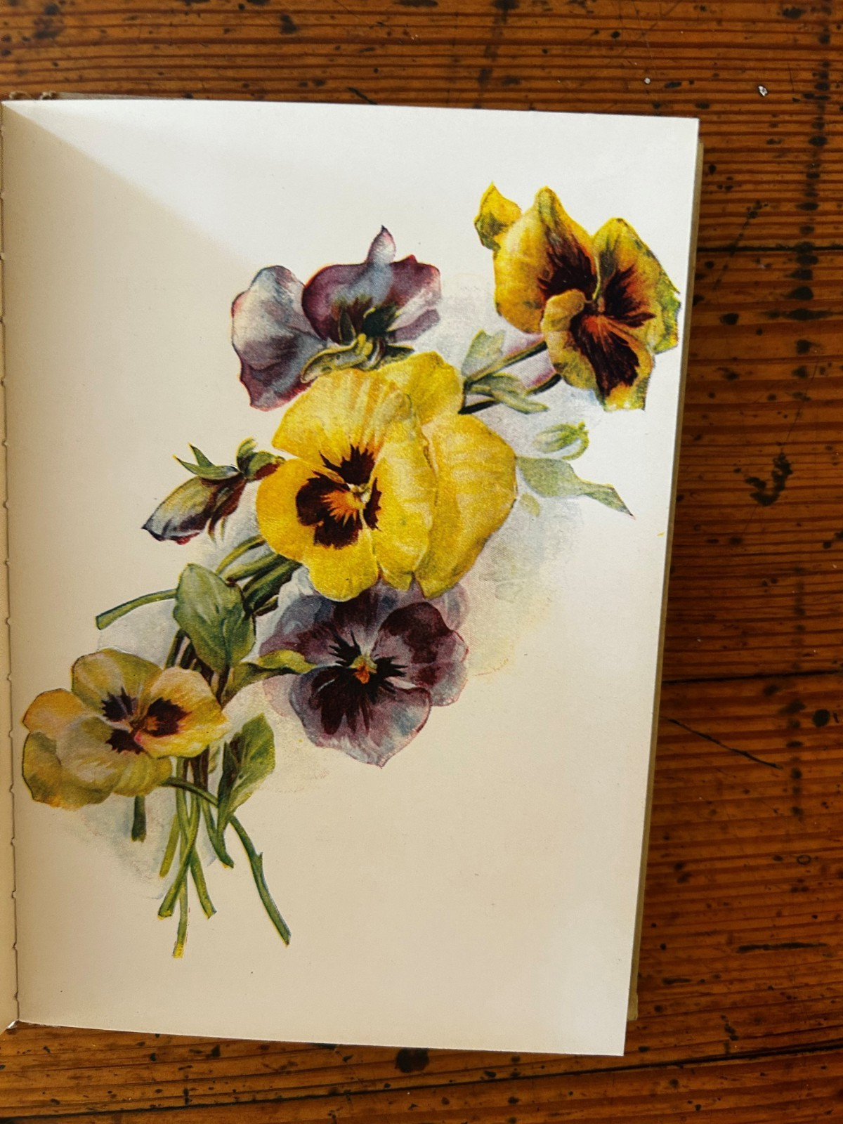 Thoughts for Companions – 1910 – Cupples & Leon – Gift Book Floral Art