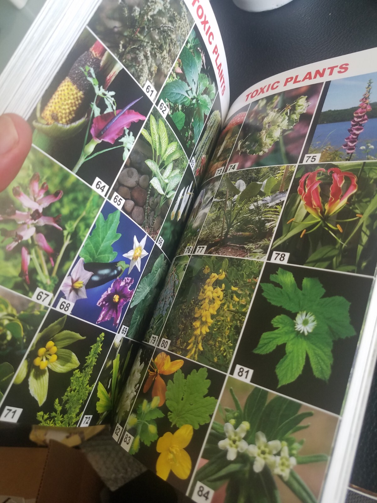Free Food and Medicine Worldwide Edible Plant Weeds Guide Markus Rothkranz 480p