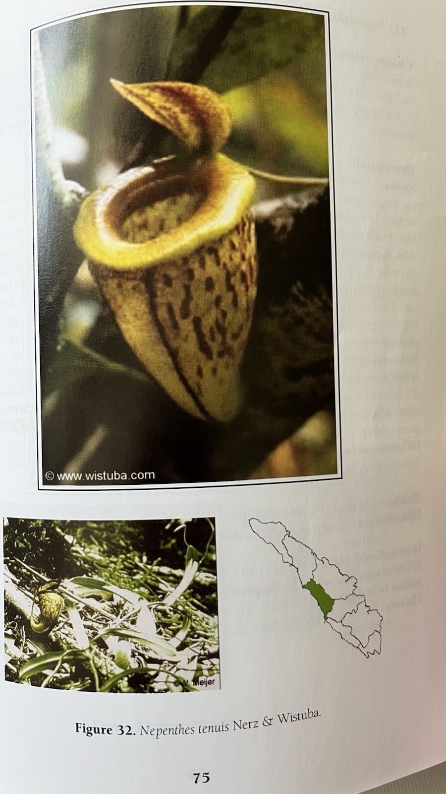 A Field Guide to the Nepenthes of Sumatra 2006 Rare Carnivorous Plant Book