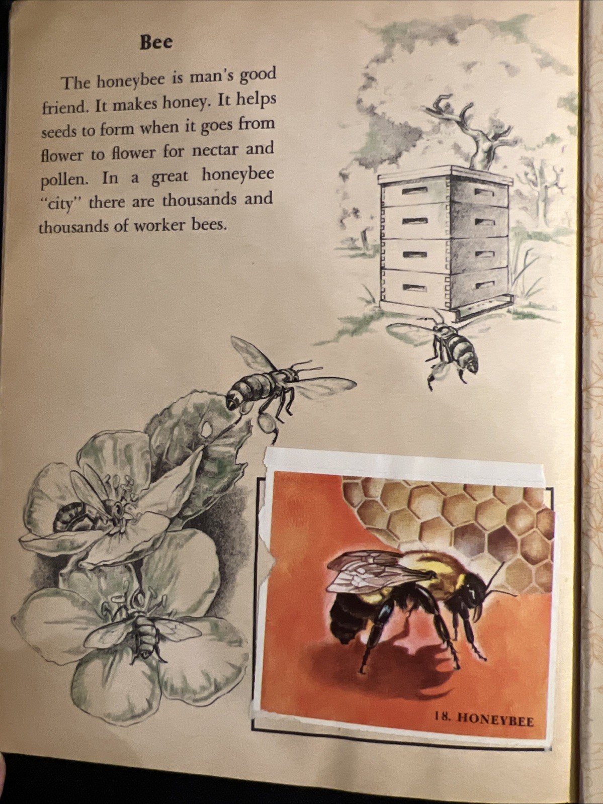 Vintage A Little Golden Activity Book Insect Stamps 1958 A25 .25 #5123