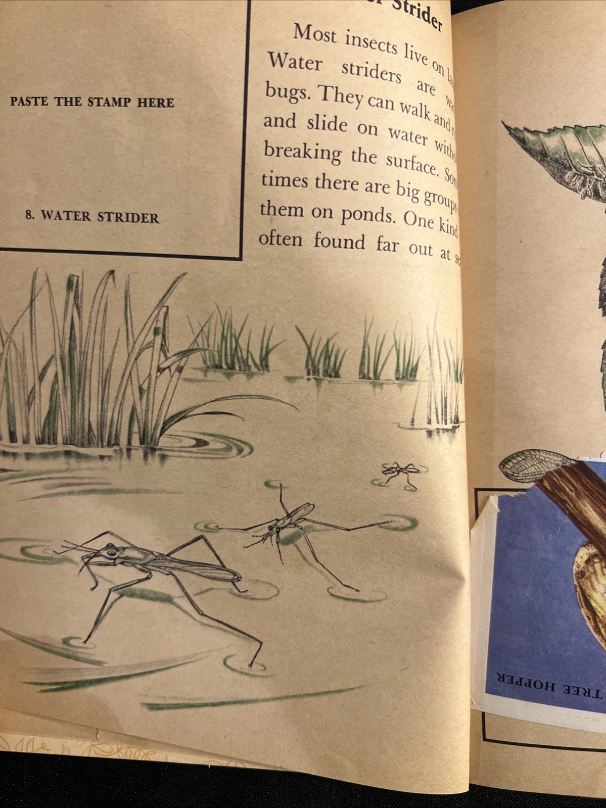 Vintage A Little Golden Activity Book Insect Stamps 1958 A25 .25 #5123
