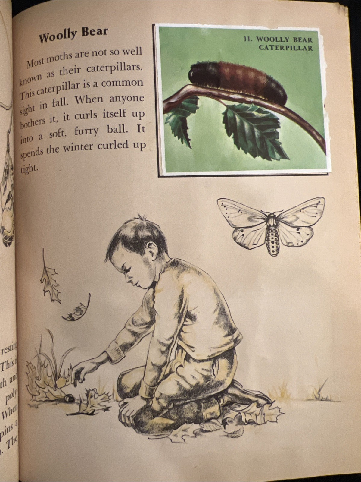 Vintage A Little Golden Activity Book Insect Stamps 1958 A25 .25 #5123