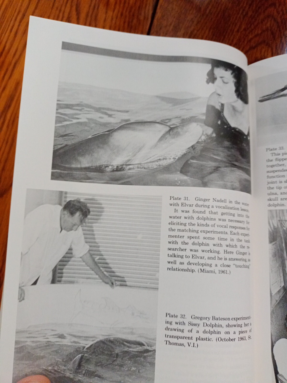 Communication Between Man and Dolphin John C. Lilly 1978 Vintage