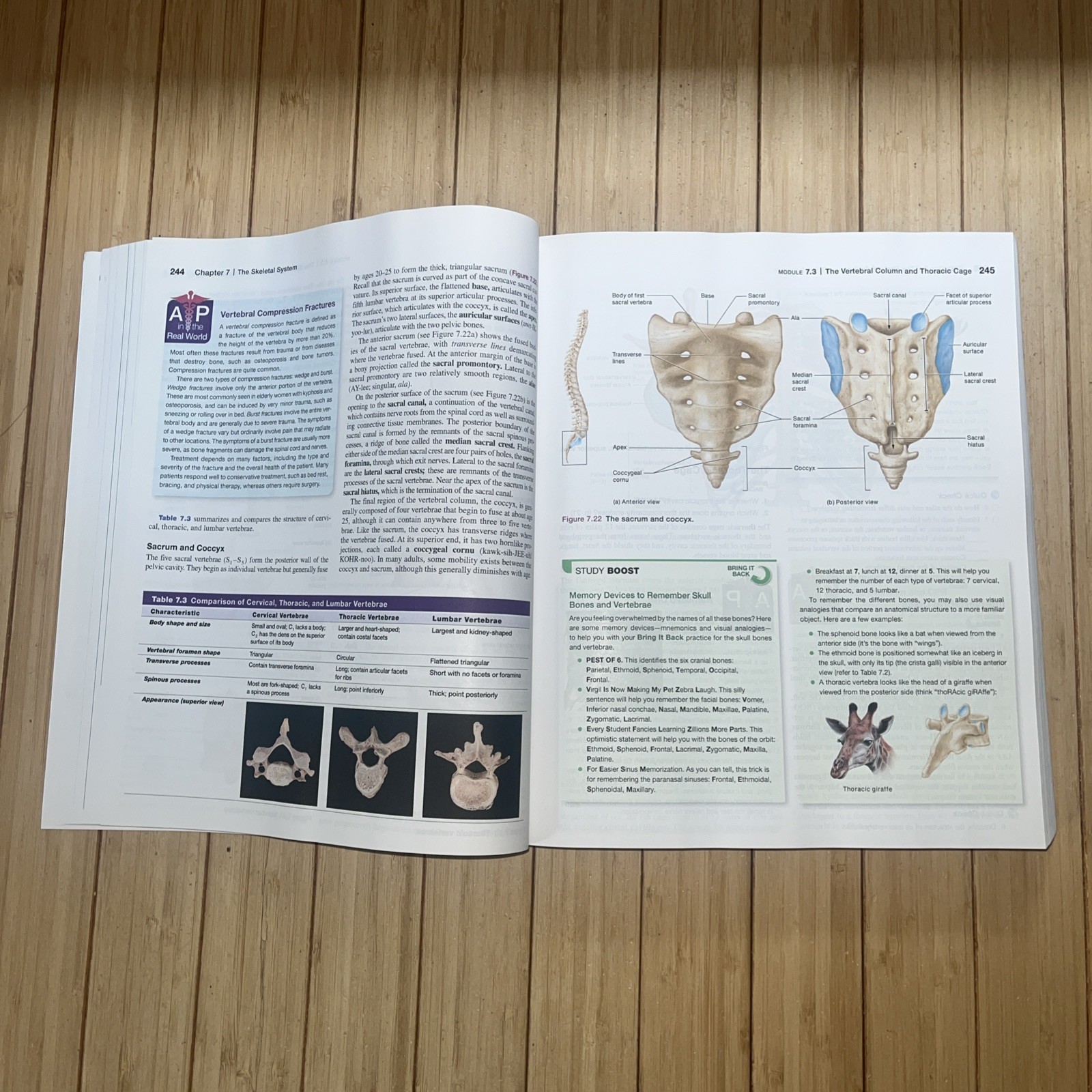 Human Anatomy & Physiology – Bound LooseLeaf- Third Ed. Pearson