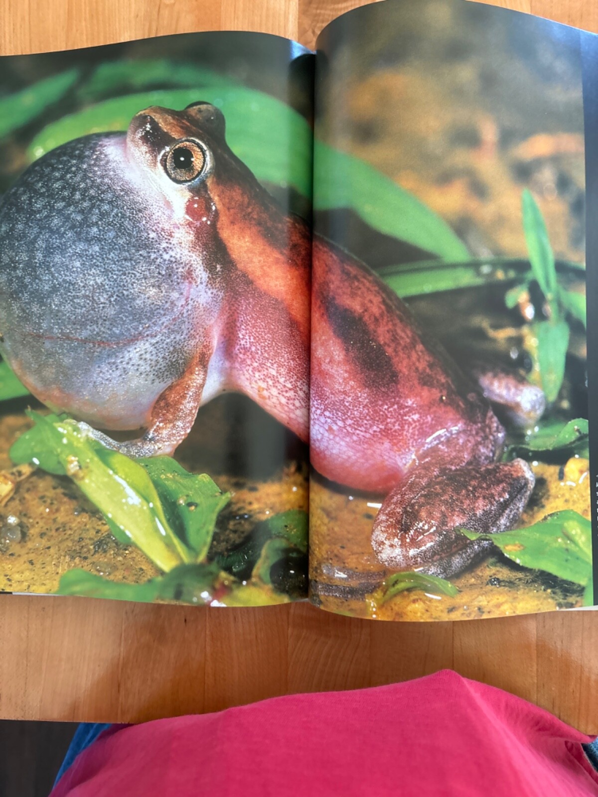 Frog by Thomas Marent, and Thomas Jackson, Photographic Journal, Brand New