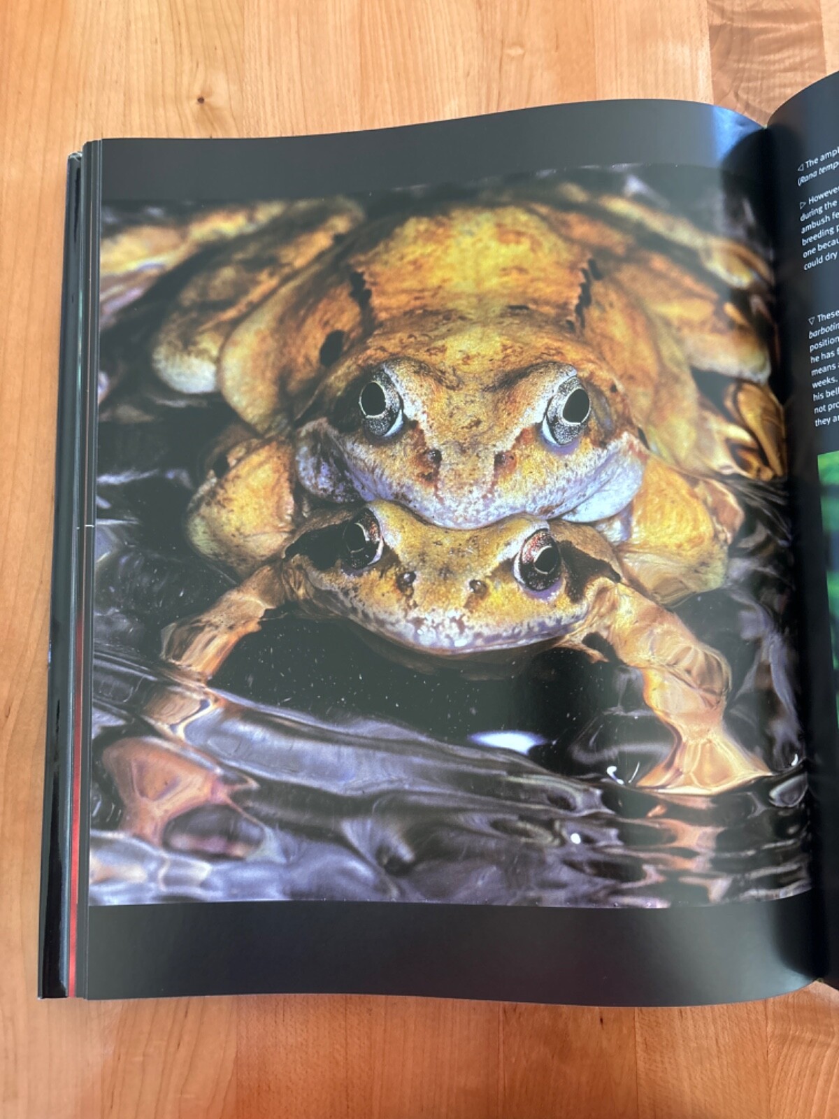 Frog by Thomas Marent, and Thomas Jackson, Photographic Journal, Brand New