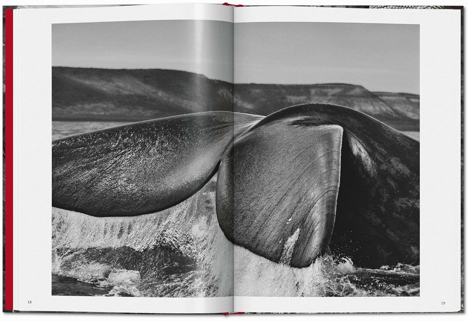 Sebastião Salgado. Genesis