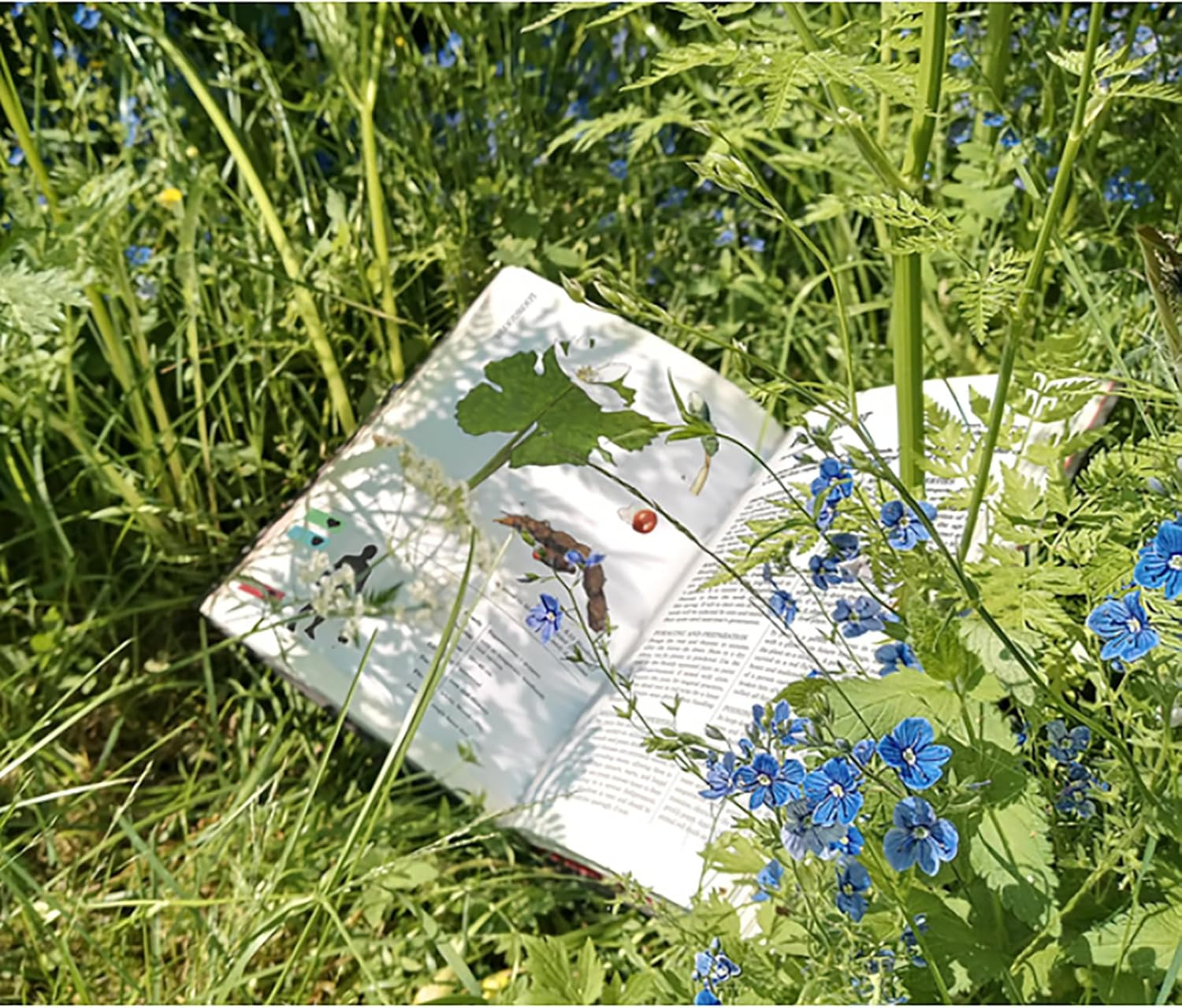 Herbalist&rsquo;s Primer Standard Edition