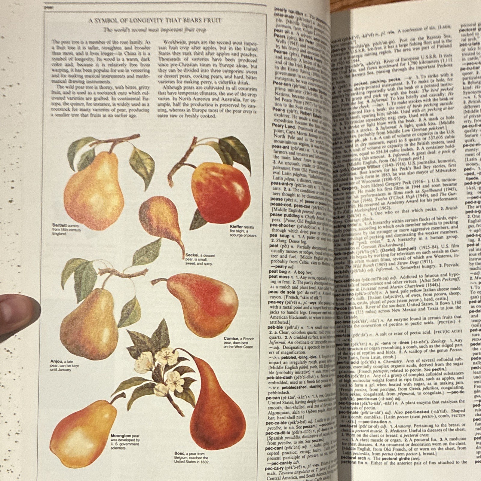 Reader’s Digest Illustrated Encyclopedic Dictionary Vol 1 A-K & L-Z HC 1987