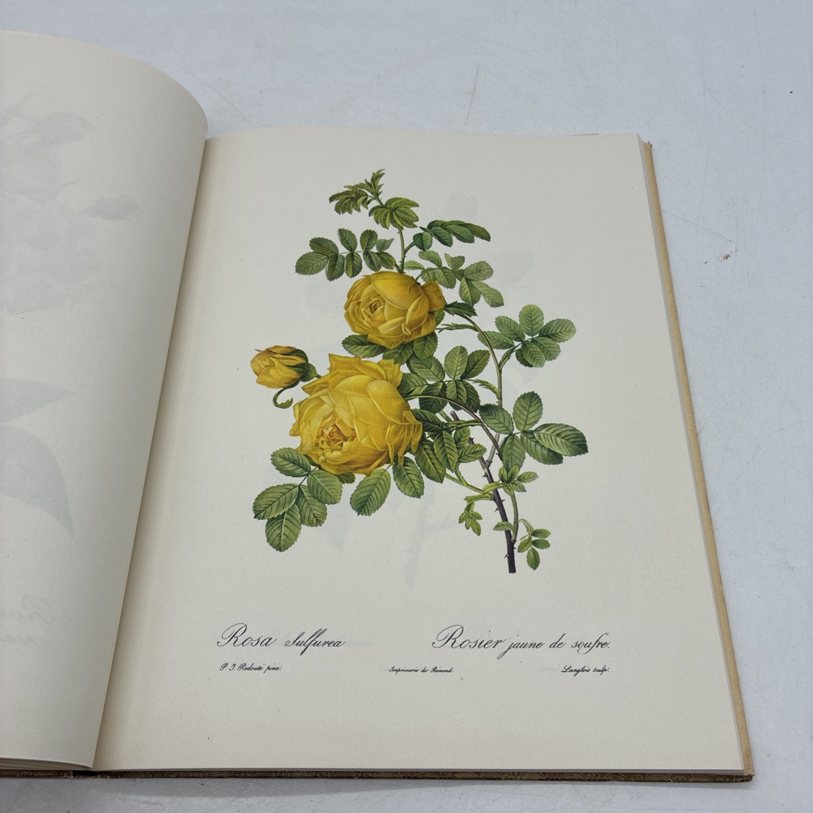 Roses by Pierre Joseph Redoute Golden Ariels First Published 1963 Dust Jacket
