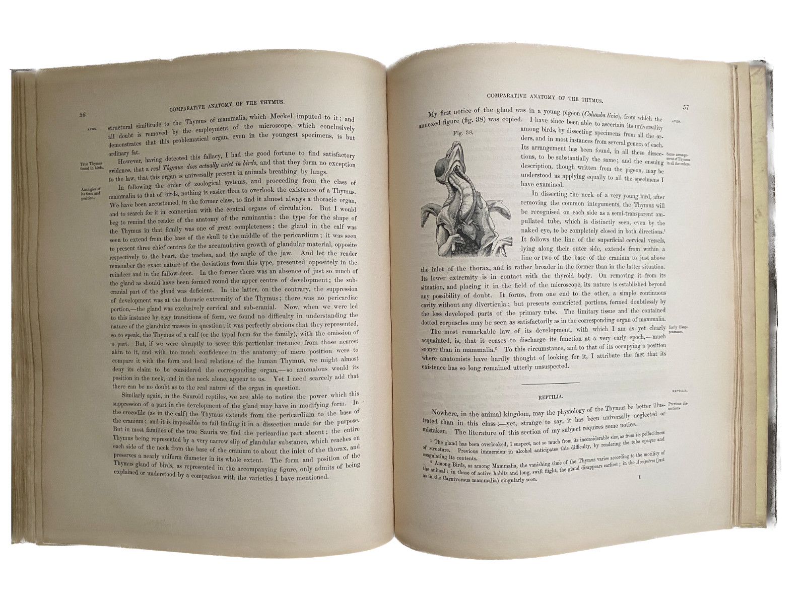 EXPERIMENTAL PATHOLOGY 1845 GLANDULAR STRUCTURE Lymphatic Endocrine Immunology