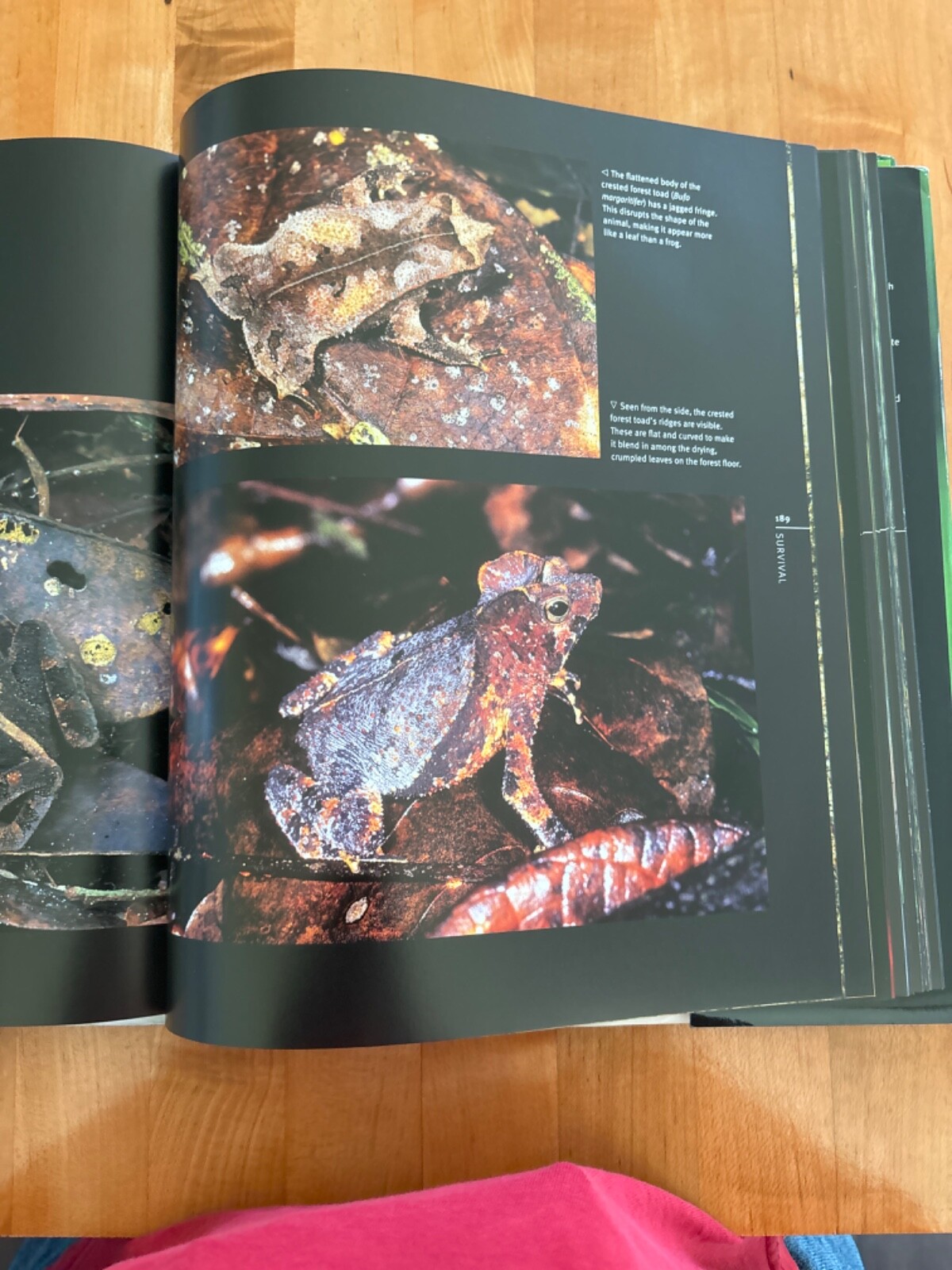 Frog by Thomas Marent, and Thomas Jackson, Photographic Journal, Brand New