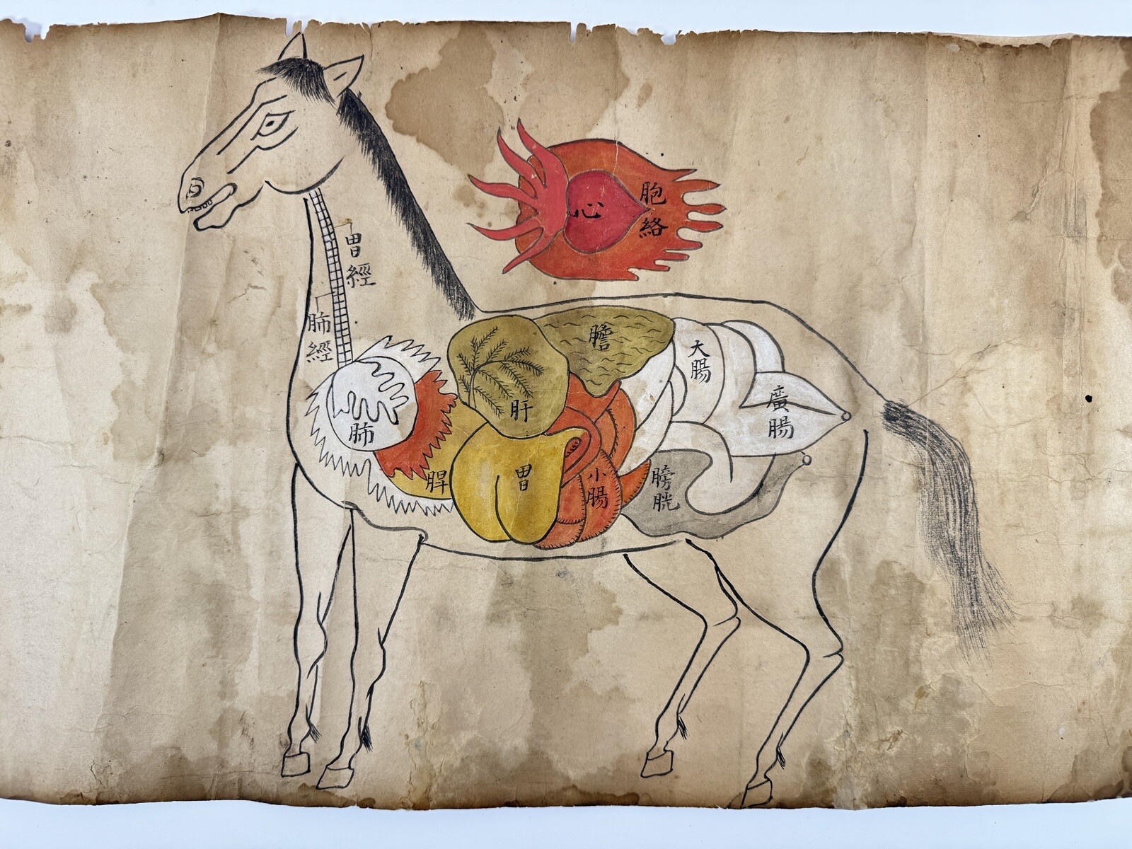 Japanese Rare Book “Baizukan” Anatomical drawing of a horse Scroll 1779